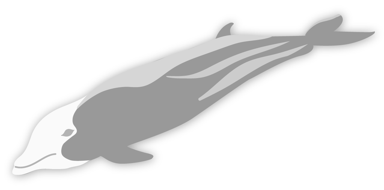 The Cuvier's beaked whale is 5.8-7.0 metres long and has a distinctly whiter head than its body.