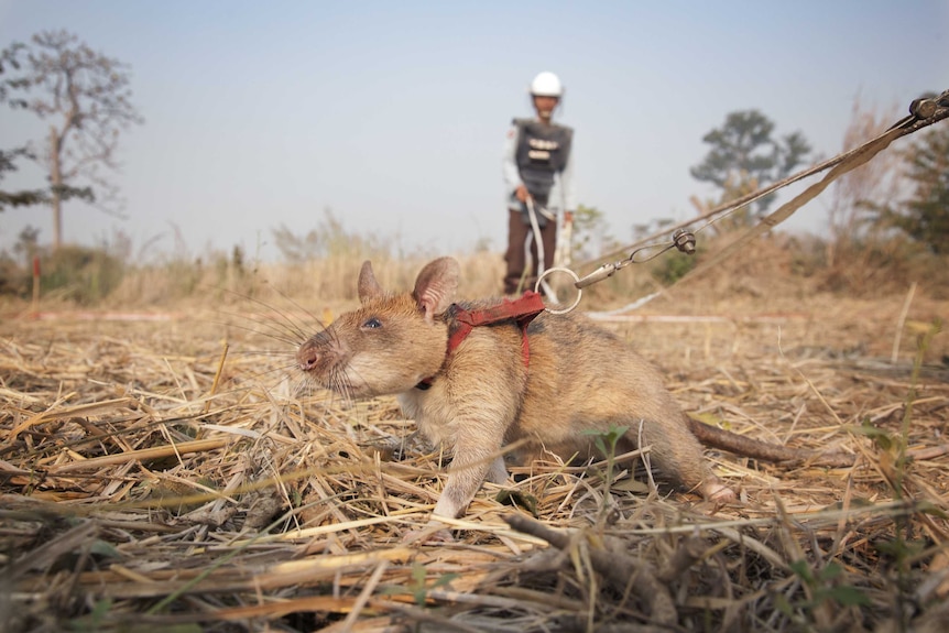 A rat on a leash in a field