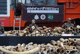 Ivory confiscation in Bangkok