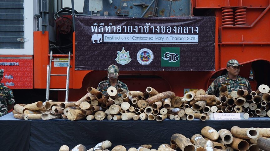 Ivory confiscation in Bangkok
