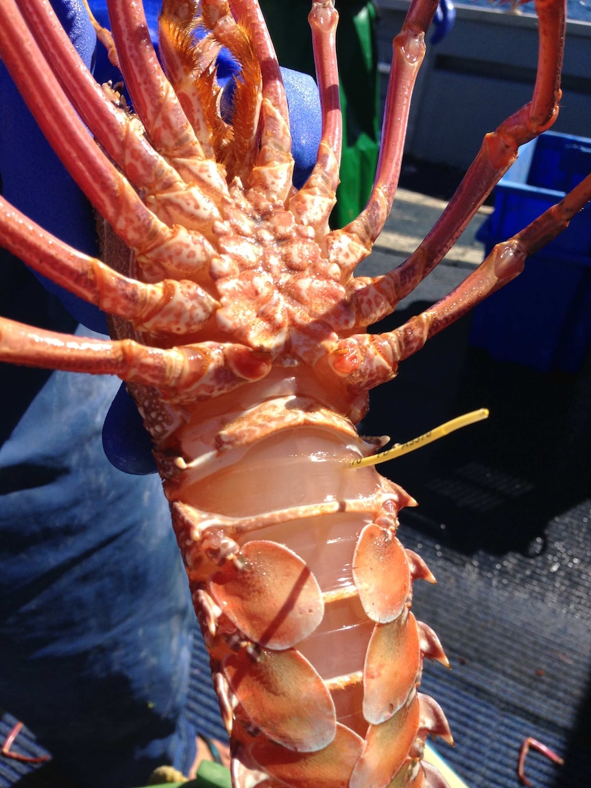Tagged Western Rock Lobsters show the industry is in good health