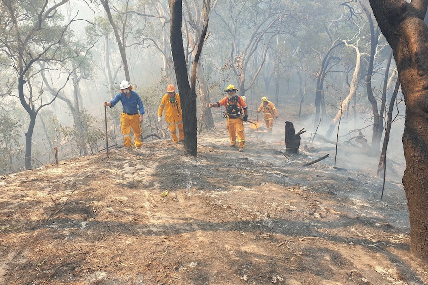 Four fire fighters walking up hill backburning in bushland.