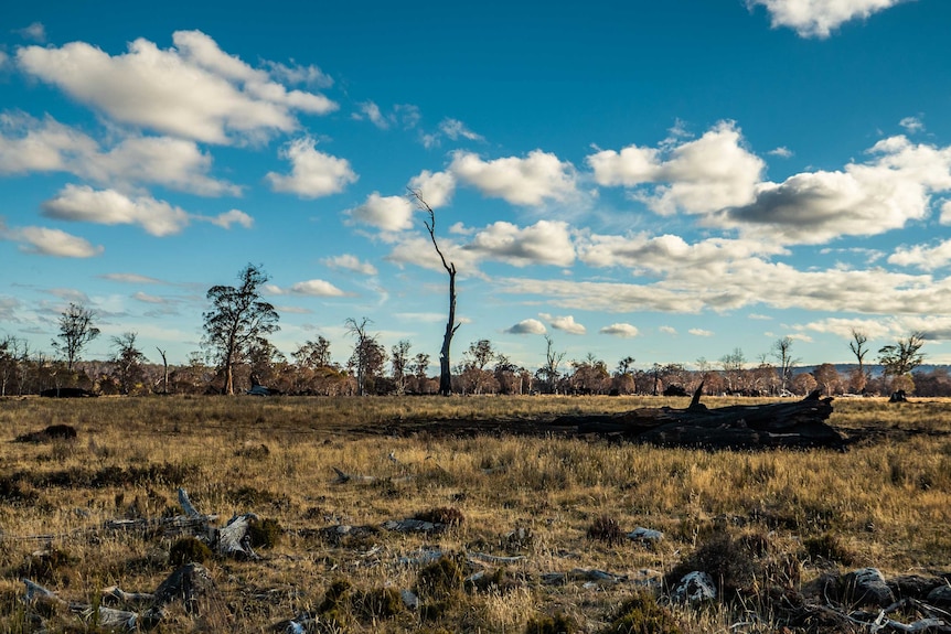 A burnt out tree on Irene Glover's property looks like it will snap and fall over at any moment.