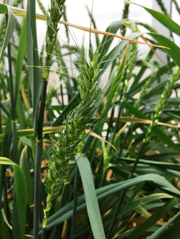 A close up shot of a green head of wheat, almost at maturity against a lush background of green shoots and other wheat plants