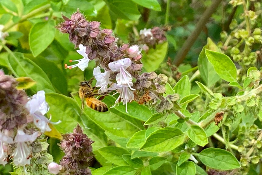 A bee on the flower stem of a basil bush