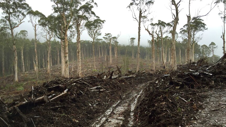 Logging in Toolangi state forest