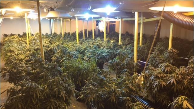 Cannabis plants grow under lights