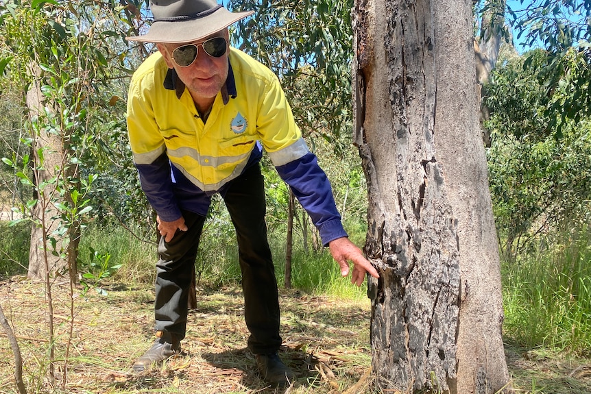 Man points to bushfire marks on tree
