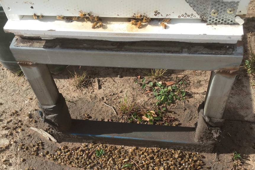 A mixture of and dead bees around one of Peter Donohoe's hives.