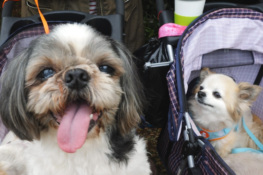 A big dog with his tongue hanging out sideways  next to a small dog, both sitting in prams.