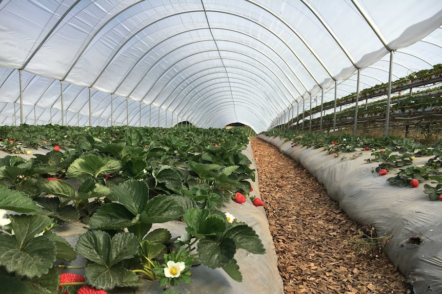 Strawberries growing in the ground in a polytunnel.
