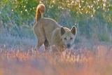 A dingo leaping in the air in the bush