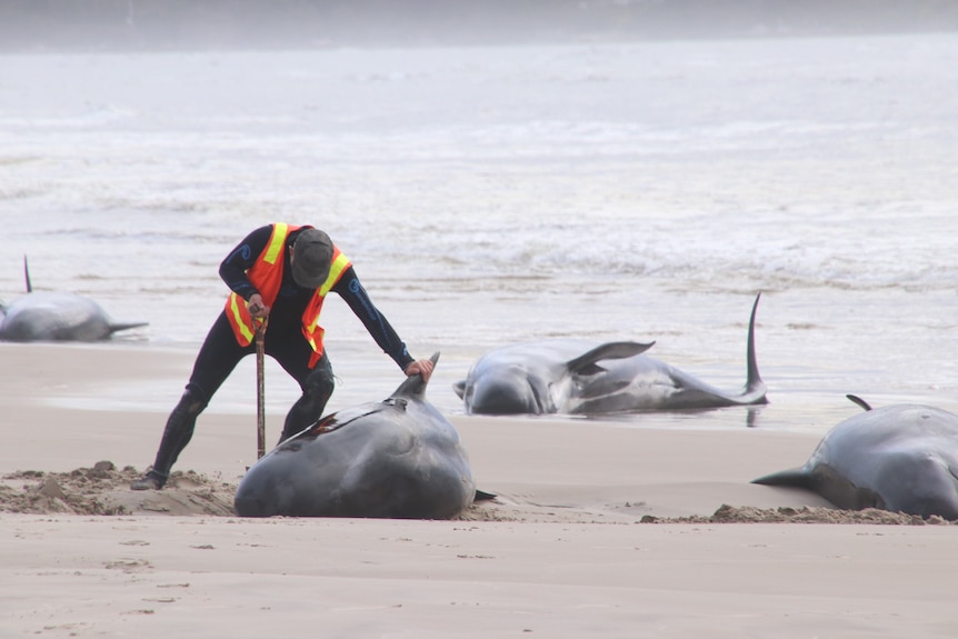 A man uses a shovel to help right a stranded whale.