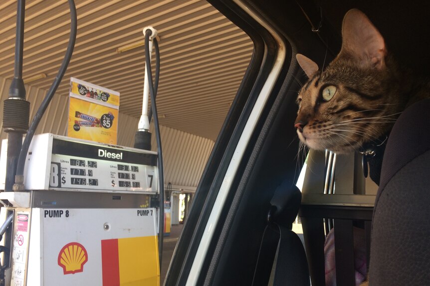 A cat with dark brown stripes on its face looks out a car window at a petrol bowser.