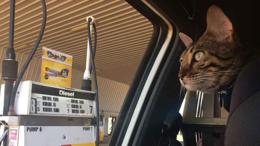 A cat with dark brown stripes on its face looks out a car window at a petrol bowser.