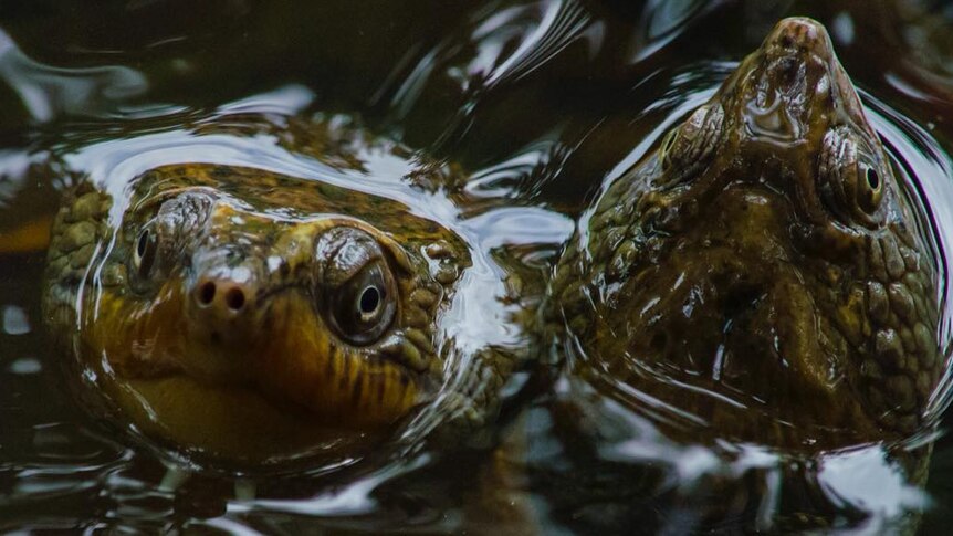 saw-shelled snapping turtles poke their heads up in a creek in far-north Queensland