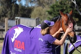 A woman brushing a horses mane. The horse is wearing a purple cover which says: RDA Victoria
