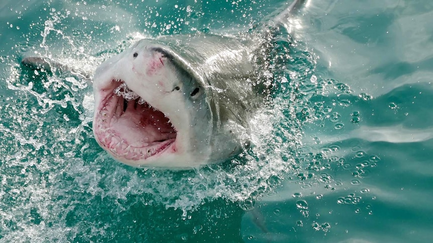 A great white shark in the ocean.