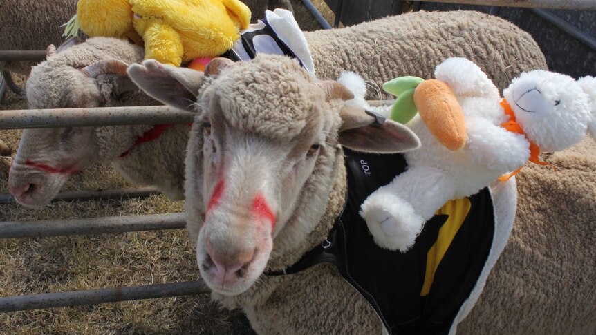 Each of the woolly competitors were adorned with a teddy-bear jockey.
