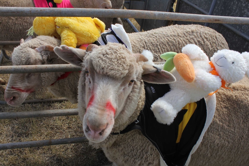 Each of the woolly competitors were adorned with a teddy-bear jockey.