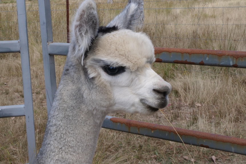 A light-coloured alpaca at a farm.