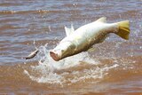 Catching barramundi is to be banned in some areas.