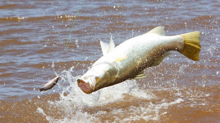 Barramundi chasing a lure