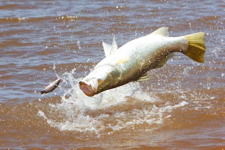 A barramundi leaping out of the water after a mullet.