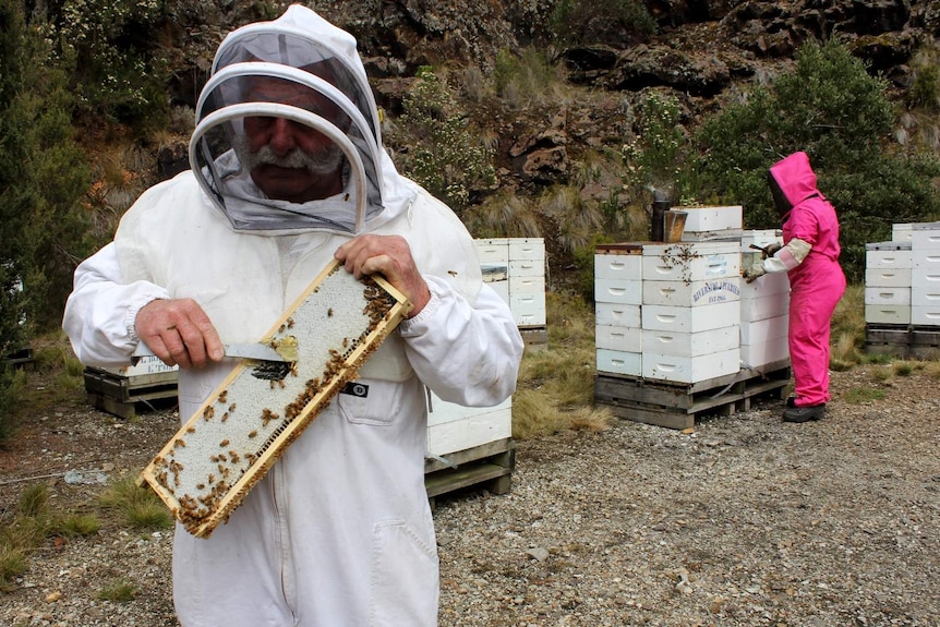 Tasmanian apiarist, Lindsay Bourke, harvesting leatherwood honey near Waratah