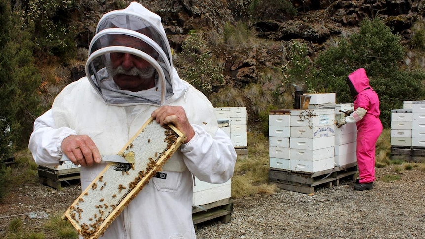 Tasmanian apiarist, Lindsay Bourke, harvesting leatherwood honey near Waratah
