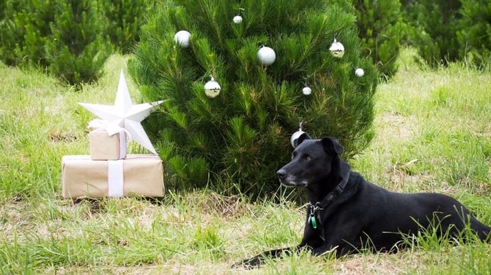 A black dog sits underneath a pine tree which has Christmas decorations.
