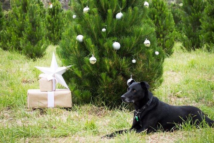 A black dog sits underneath a pine tree which has Christmas decorations.