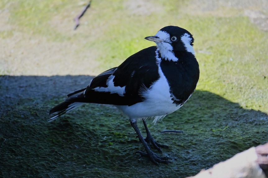 A magpie lark on the vegetation rich sand of the Coorong at Pelican Point