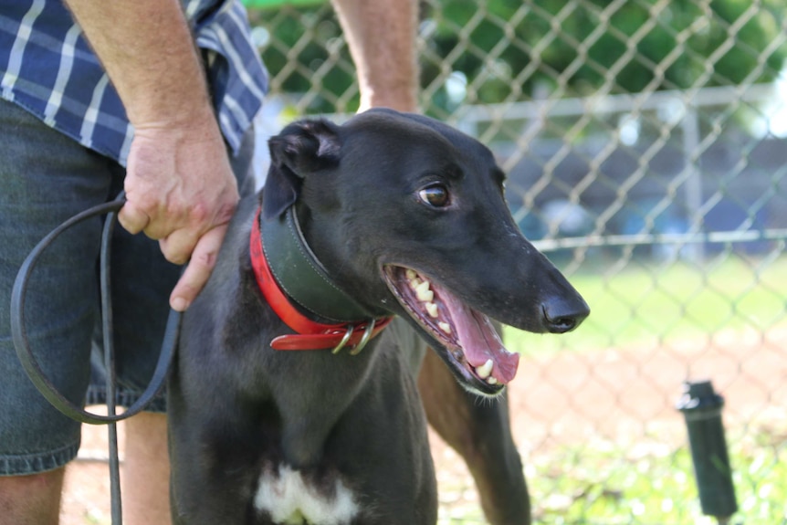 A greyhound on a leash.