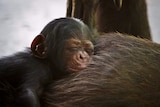 Baby chimpanzee sleeps on its mother.
