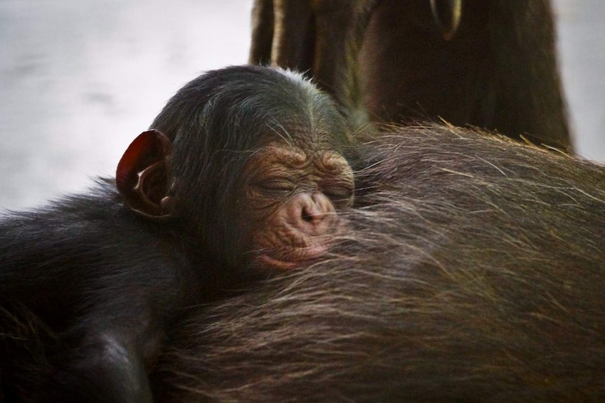 Baby chimpanzee sleeps on its mother.