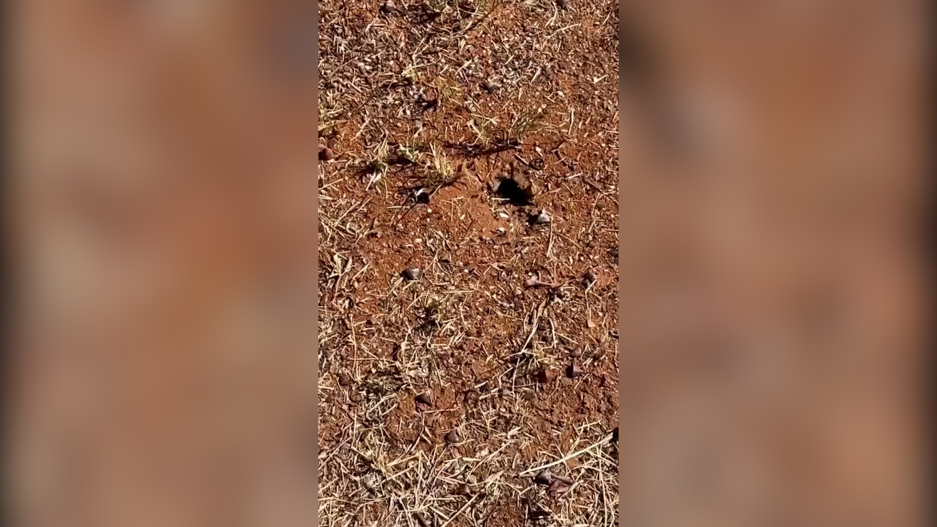 Phone vision of ants