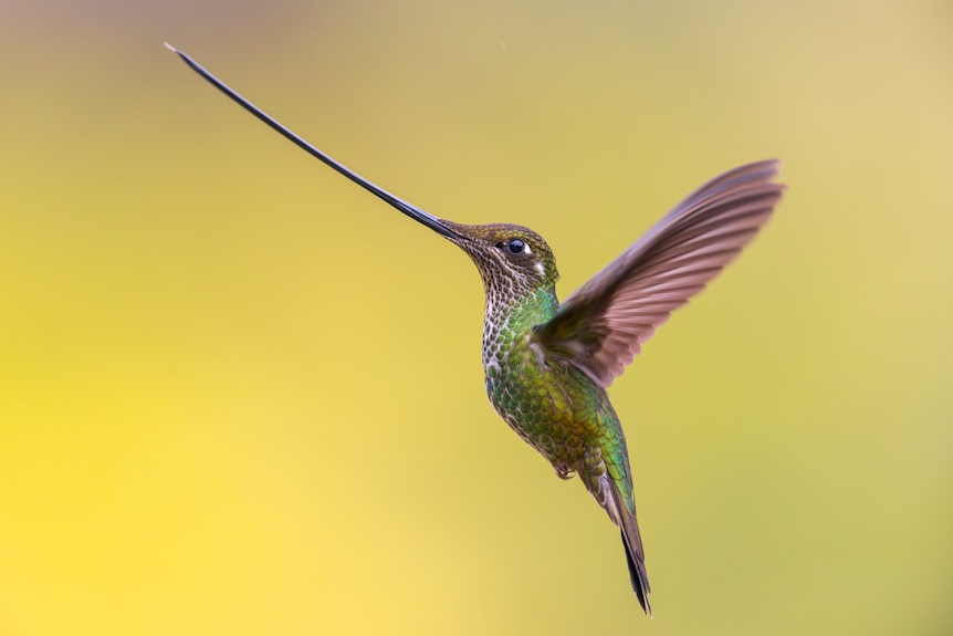 A close up of a hummingbird against a yellow background
