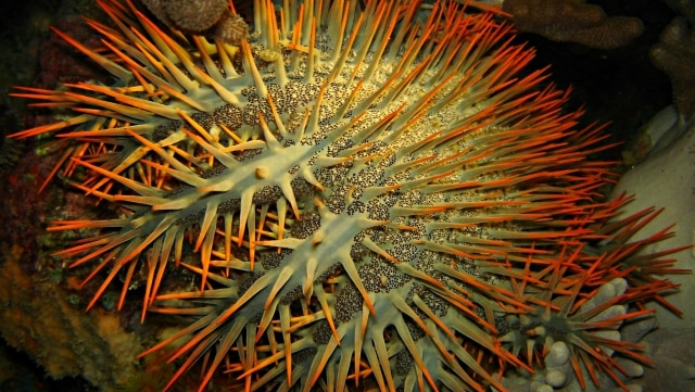 Crown of thorns starfish