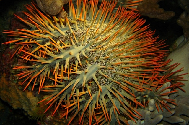 Crown of thorns starfish