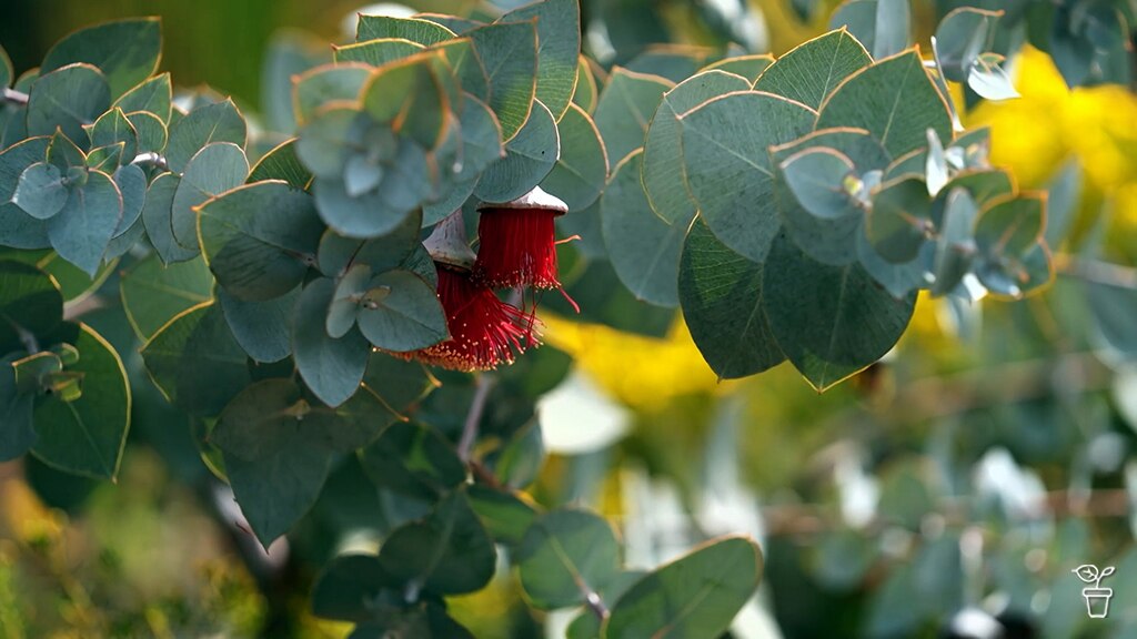 Red eucalyptus flowers.