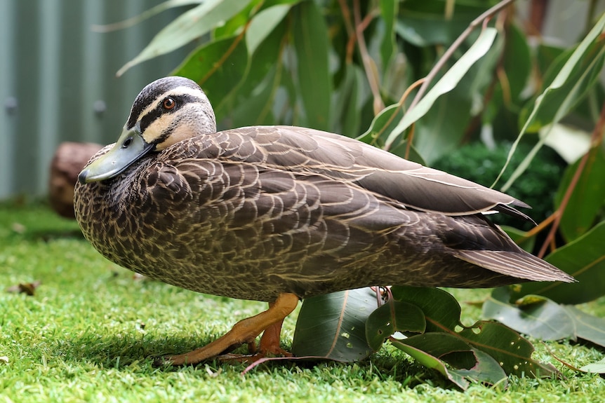 Pacific duck with shiny brown eyes a glossy light and dark brown plumage curled up in grass floor enclosure and gum leaves