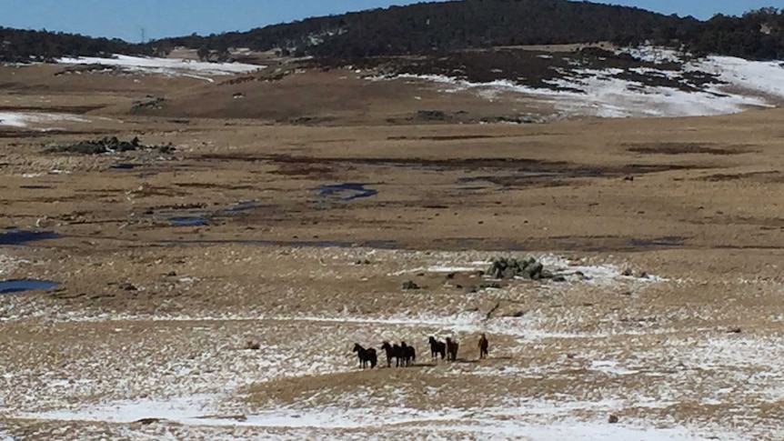 Brumbies in Kosciuszko National Park