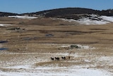 Brumbies in Kosciuszko National Park