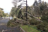 Fallen tree near Melbourne Zoo