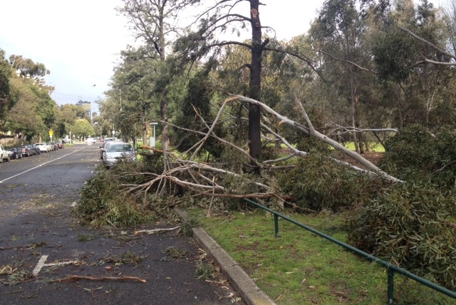 Fallen tree near Melbourne Zoo