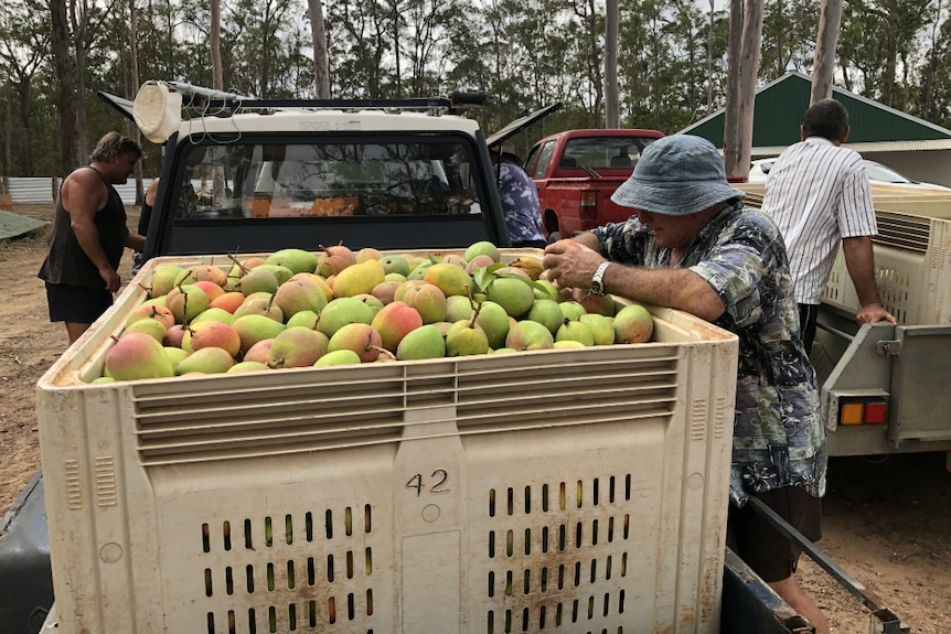 Volunteers gather around trailer loads of mangoes.