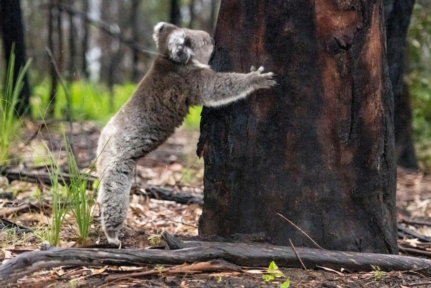 A koala standing on the ground grabs onto a burnt tree trunk in a regrowth forest