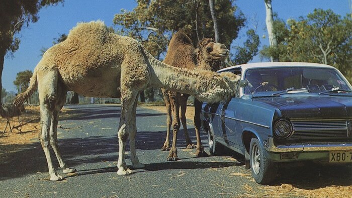 Camels curious about car