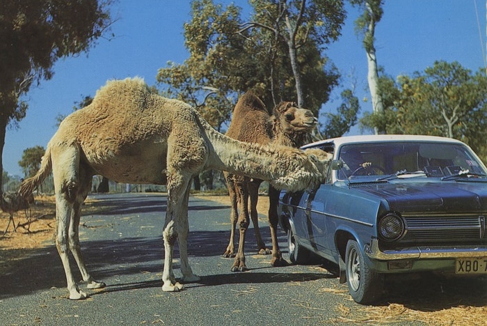 Camels curious about car